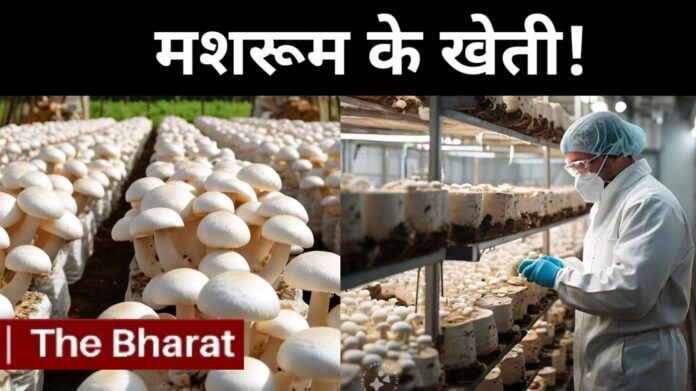 Button Mushroom Farming